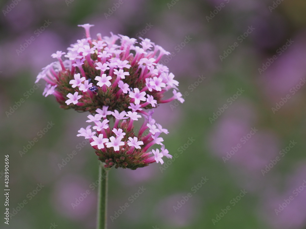 Flower Flower