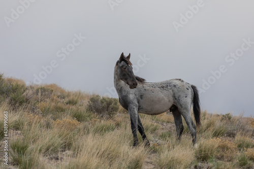 Beautiful Wild Horse in the Utah Desert