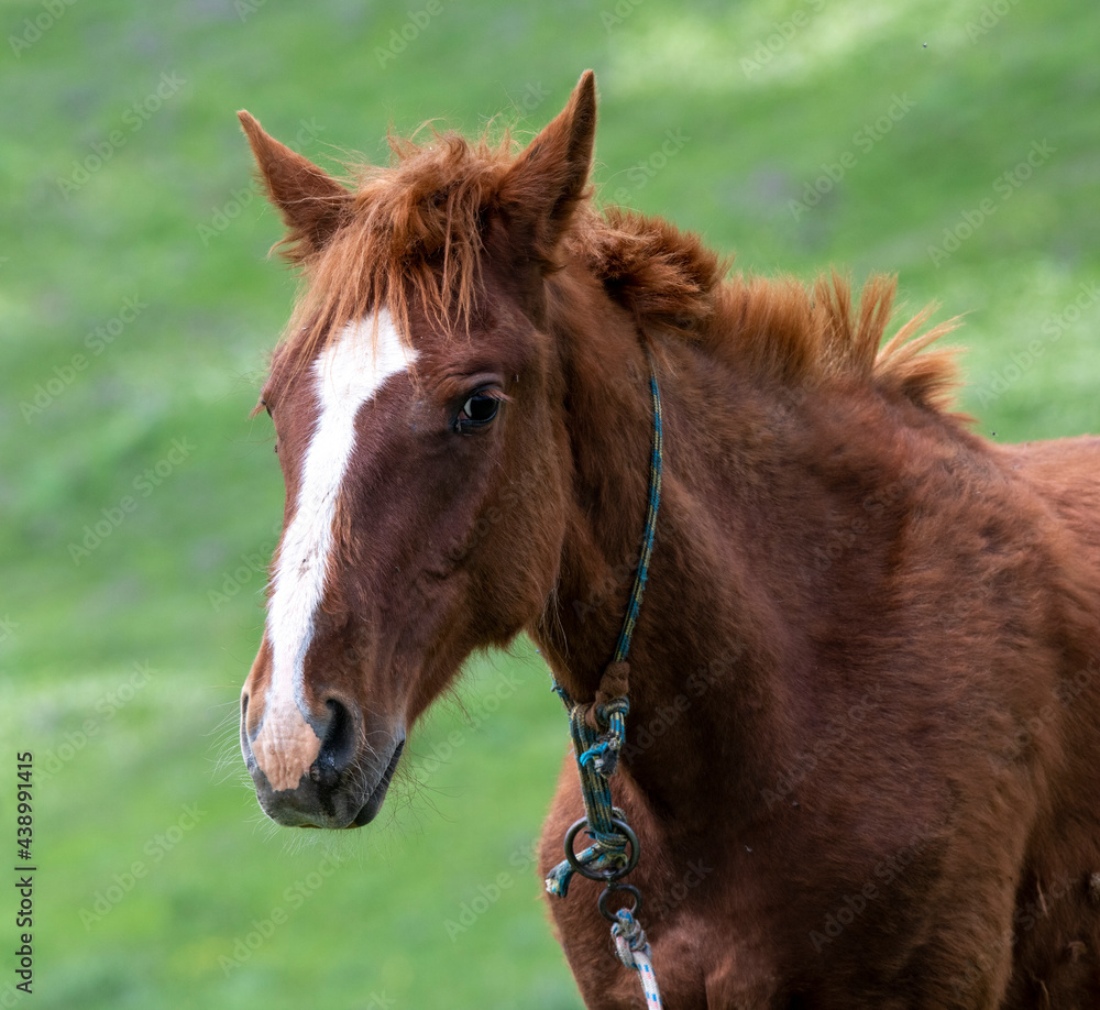 Fototapeta premium portrait of a horse