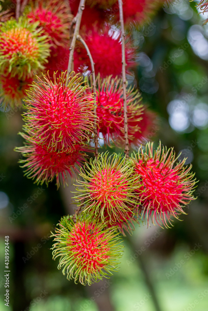 Rambutan on the tree. Rambutan is a tropical fruit, sweet taste. Rambutan on the tree. Rambutan is a tropical fruit, sweet taste.