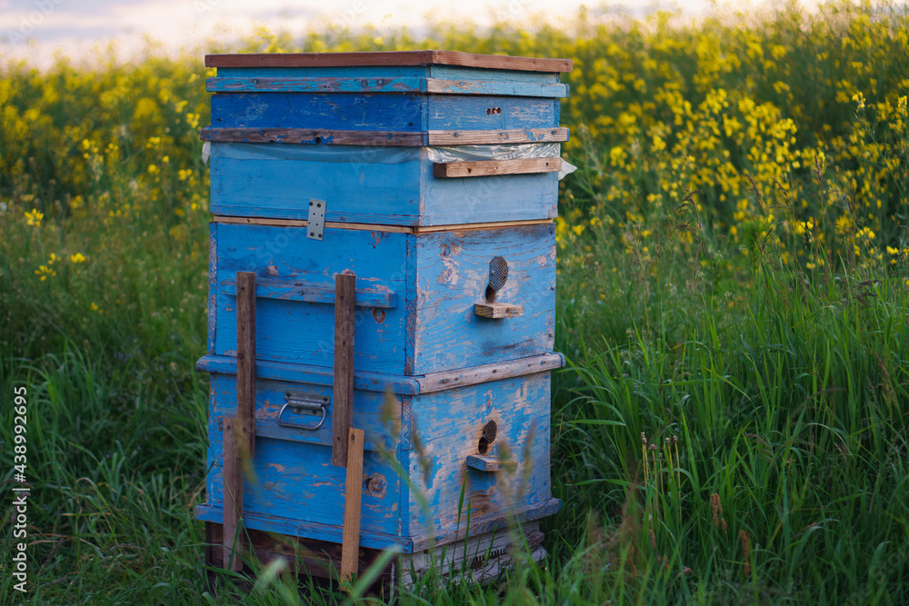 A blue wooden beehive with honey bees is located next to a blooming field. A blue wooden beehive with honey bees is located next to a blooming field.