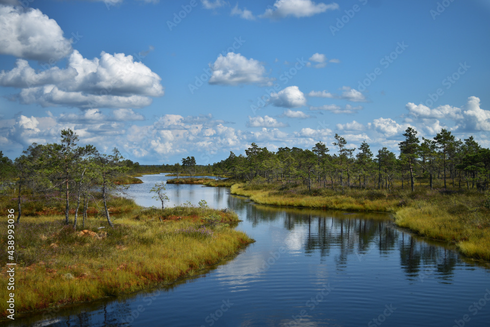 A swamp pond reflection
