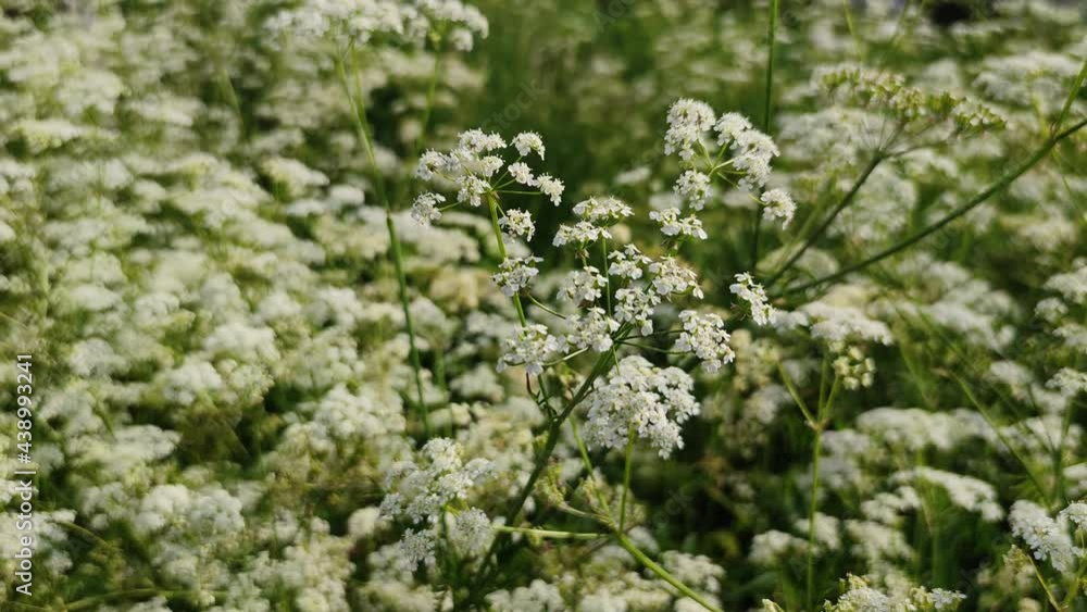 4K close up video of blooming wild plants and pollinator bee insect 4K close up video of blooming wild plants and pollinator bee insect