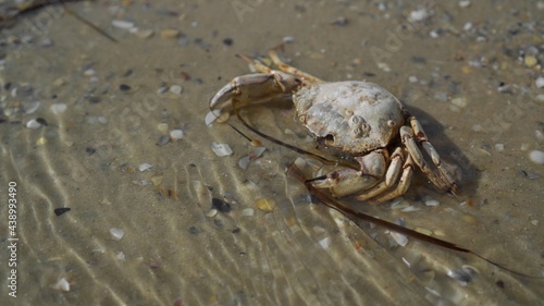 Dead crab on the seashore. Environmental pollution problems. Death of a marine life.