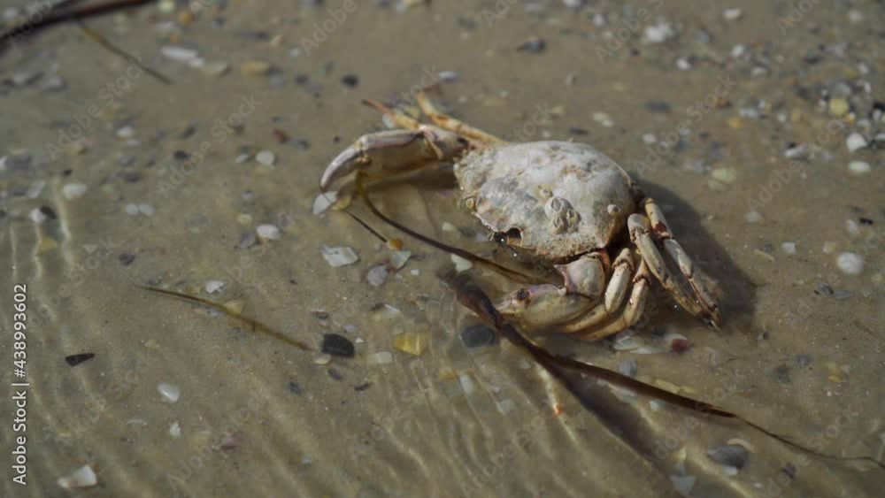 Dead crab on the seashore. Environmental pollution problems. Death of a marine life. Dead crab on the seashore. Environmental pollution problems. Death of a marine life.