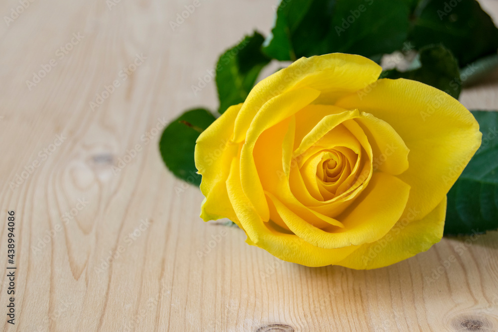 A beautiful decorative flower with petals of yellow color. One rose flower is on a wooden background..