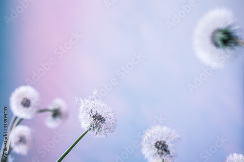 white dandelions on a blue background