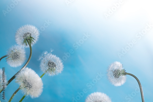Fototapeta Naklejka Na Ścianę i Meble -  white dandelions on a blue background