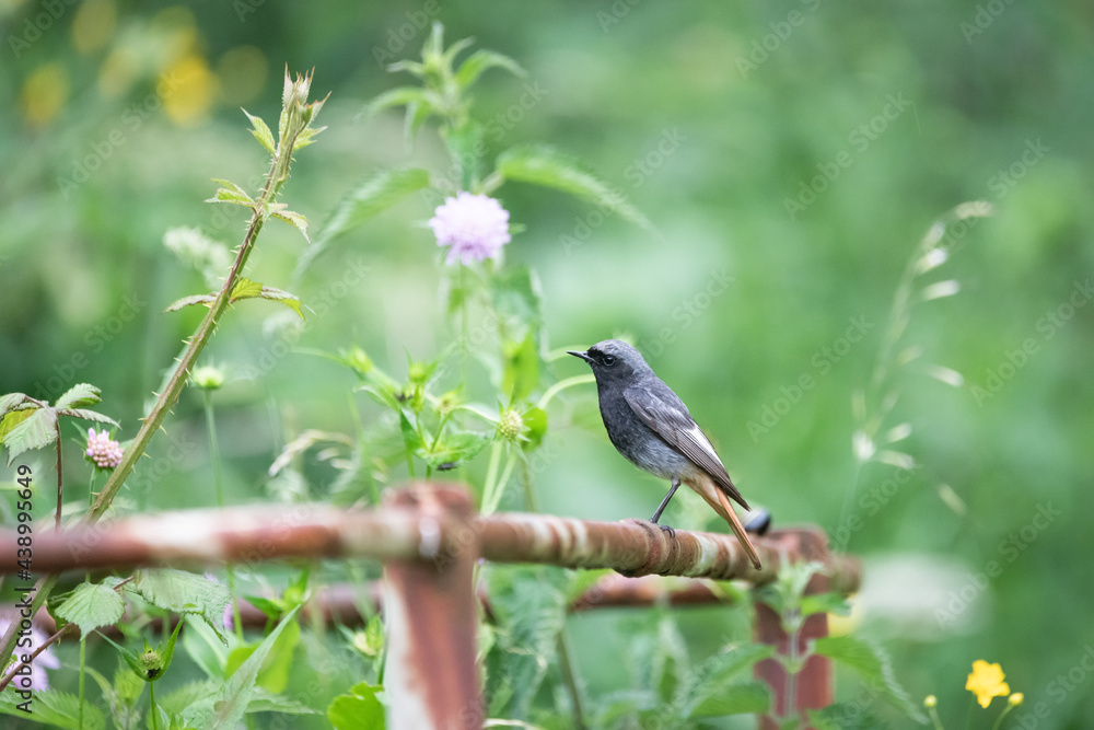 Obraz premium Bird (common redstart) on iron fence in the nature