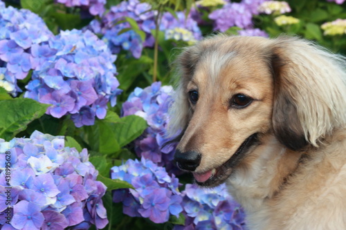 犬と紫陽花