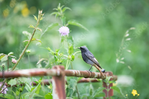 Bird (common redstart) on iron fence in the nature