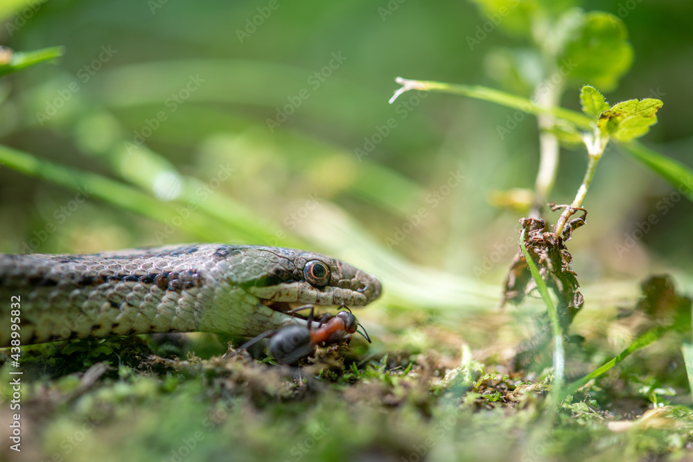 Naklejka premium Close-up shot of snake in the grass