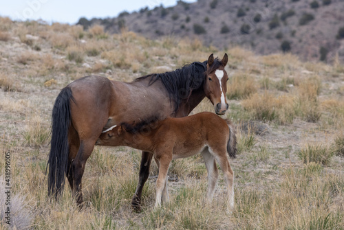 Wild Horse Mare and Her Foal in Utah © natureguy
