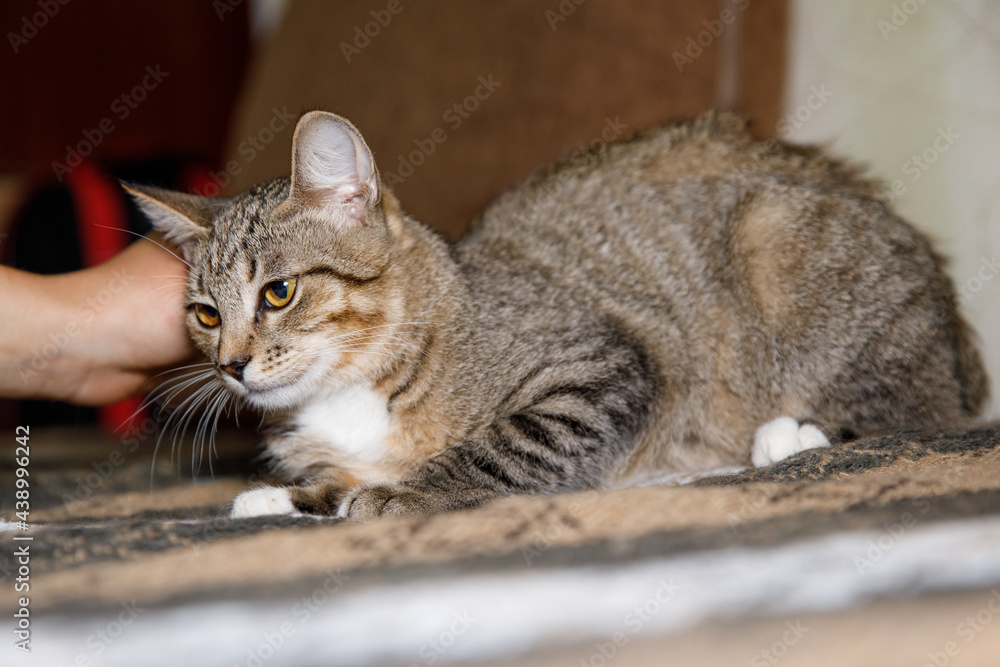 This cat likes when someone stroke his head. This cat likes when someone stroke his head.