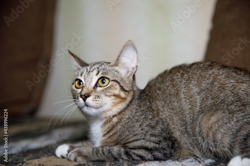 Fototapeta Naklejka Na Ścianę i Meble -  Striped cat pricked up his ears.