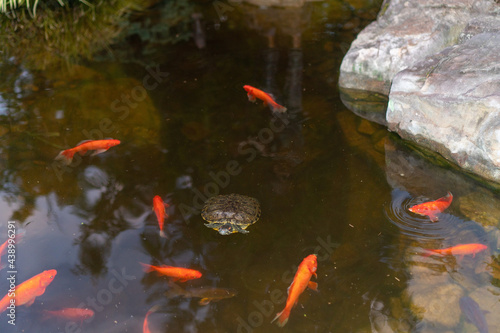 Fotografia Coy fish and turtles swimming around in a coy pond in northern Georgia