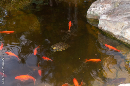Coy fish and turtles swimming around in a coy pond in northern Georgia