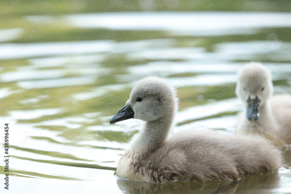 Young swans in a forest pond