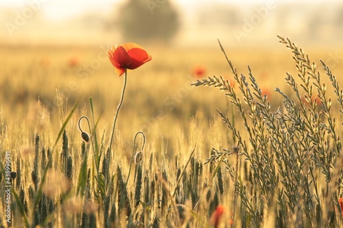 Poppy in the field at sunrise
