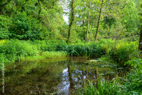 Wild overgrown pond in a forest