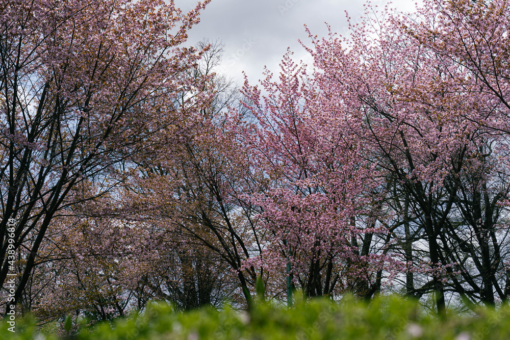 New Year's arrival cherry blossoms New Year's arrival cherry blossoms