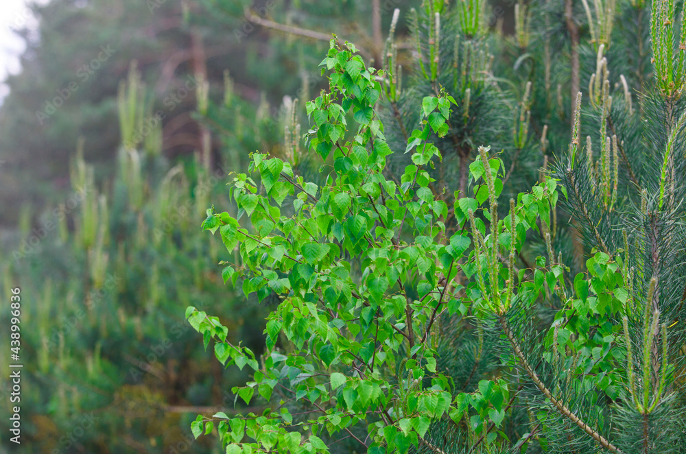 Young birch and pines in the forest in summer Young birch and pines in the forest in summer