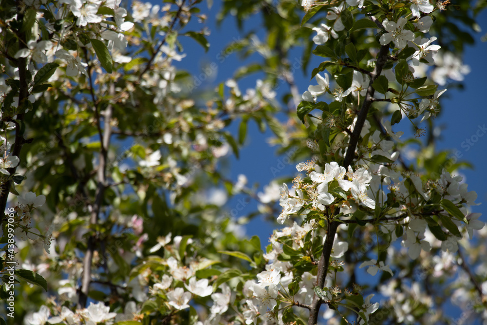 apple tree in spring
