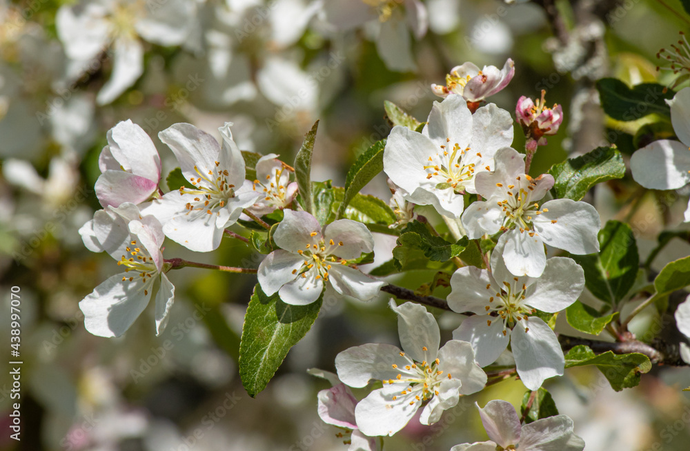 blooming apple tree blooming apple tree
