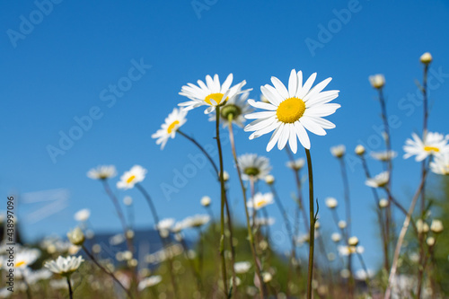 field of daisies © Martina