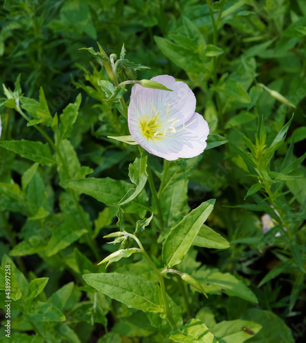 Oenothera speciosa ou Onagre élégant à large fleur solitaire rose, coeur, verdâtre, sur tige semi-rampantes au feuillage étroit, lancéolé et lobé vert moyen