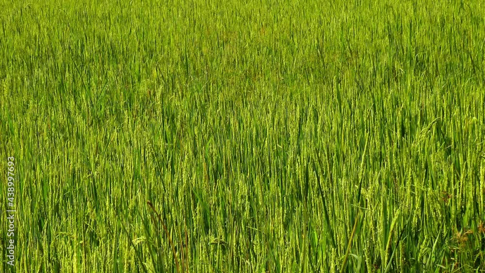 Rice paddy with ripening rice on Panay island in Philippines Rice paddy with ripening rice on Panay island in Philippines