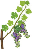 Grapevine branch with green leaves and unripe purple and green bunch isolated on white background