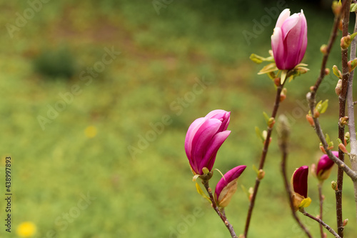 Blooming magnolia, tulip tree.