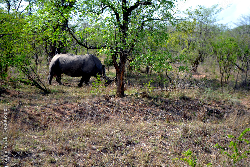 Fototapeta premium Rhinoceros in the savanna