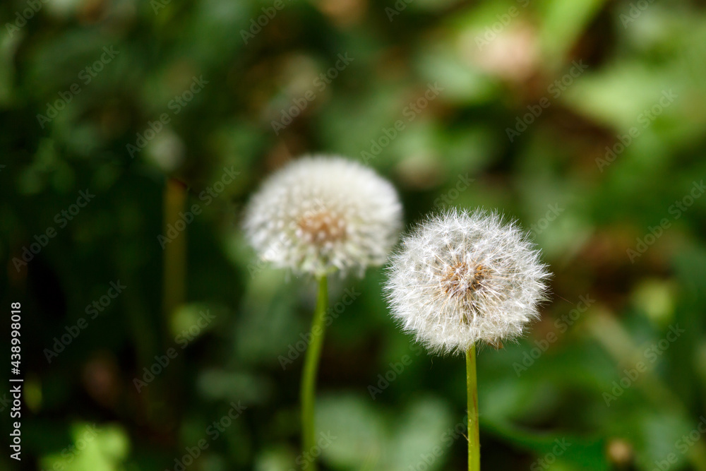 White dandelions in the forest in summer White dandelions in the forest in summer