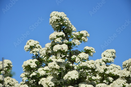 ognik szkarłatny, kwiat