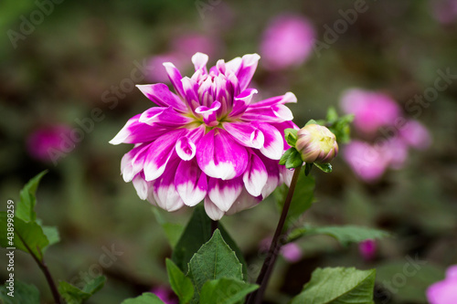 White purple Dahlia dinnerplate flower