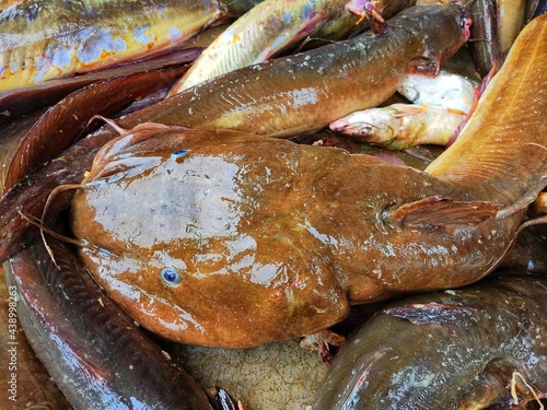 big clarias magur catfish sale in indian fish market photo