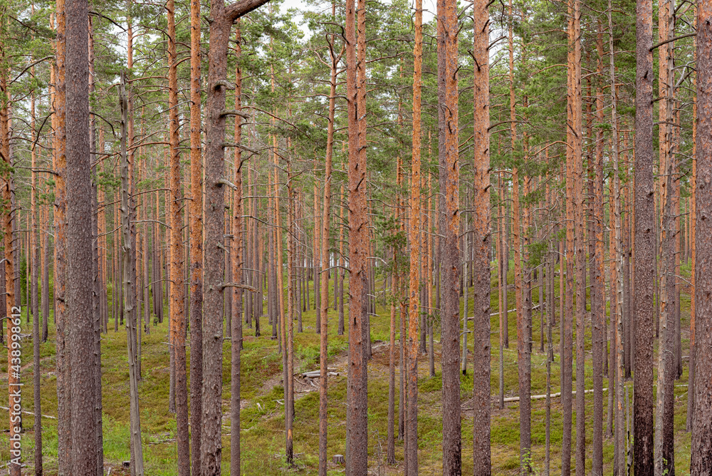 Fototapeta premium Pine tree forest. At the border of Russia and Finland
