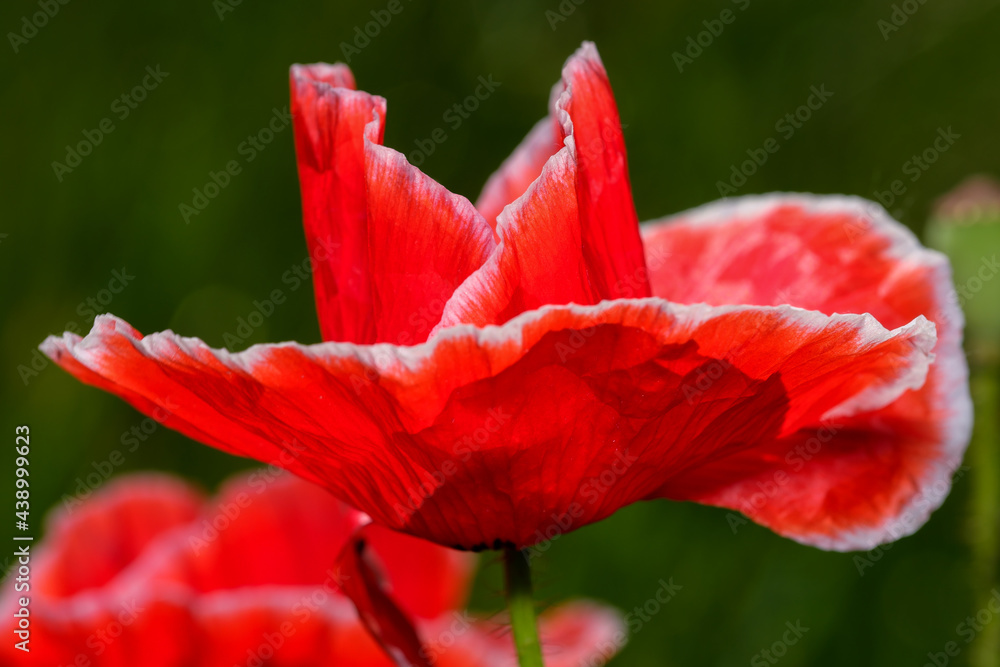 Obraz premium Red poppies bloom