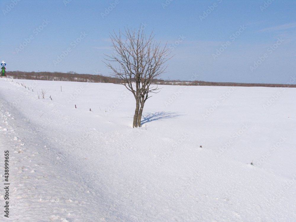 Obraz premium 雪原