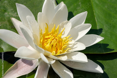 White water lily - lotus blooming