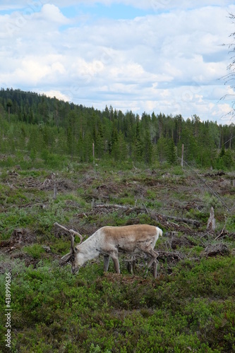 eating reindeer in sweden