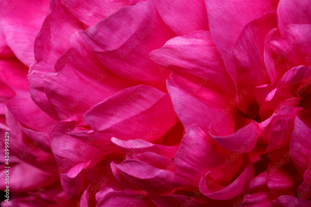 Beautiful flower blooming peony Beautiful flower blooming peony