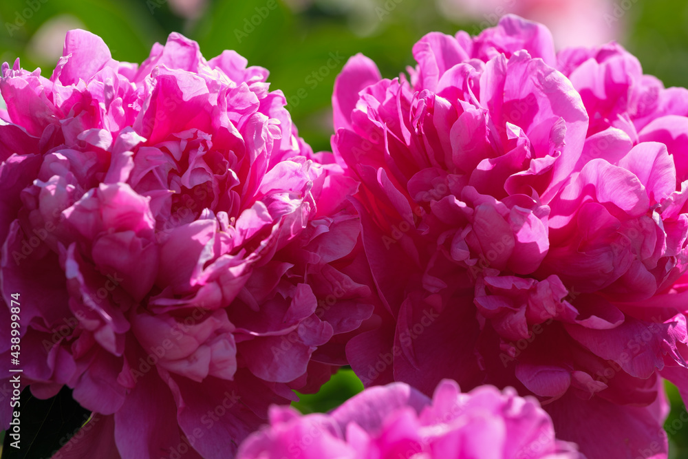 Beautiful flower blooming peony Beautiful flower blooming peony