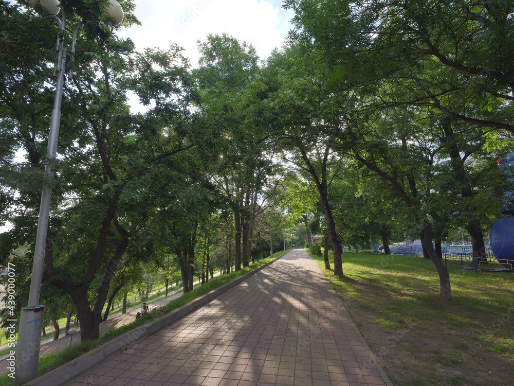 fresh green roads in a park