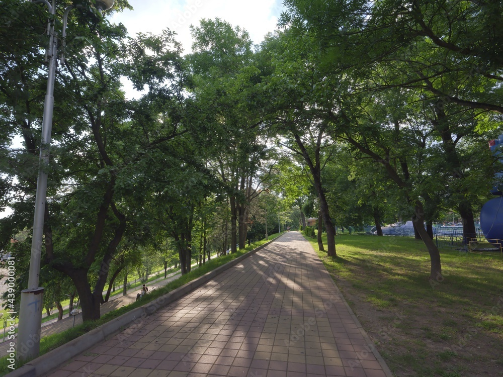 fresh green roads in a park fresh green roads in a park