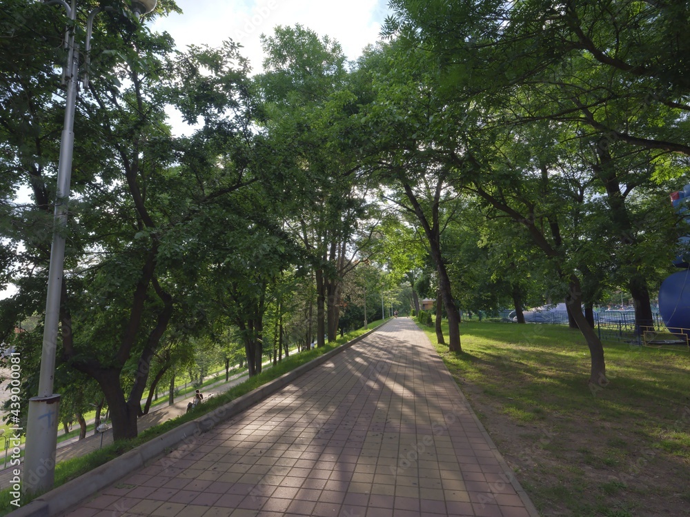 fresh green roads in a park