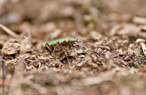 Cicindela campestris, the green tiger beetle