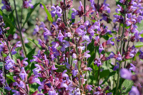 Varietal cultivated sage